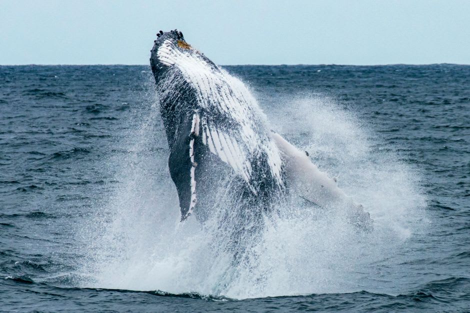 A humpback whale breaching offshore near Point Lookout, seen from the North Gorge walking track above the cliffs