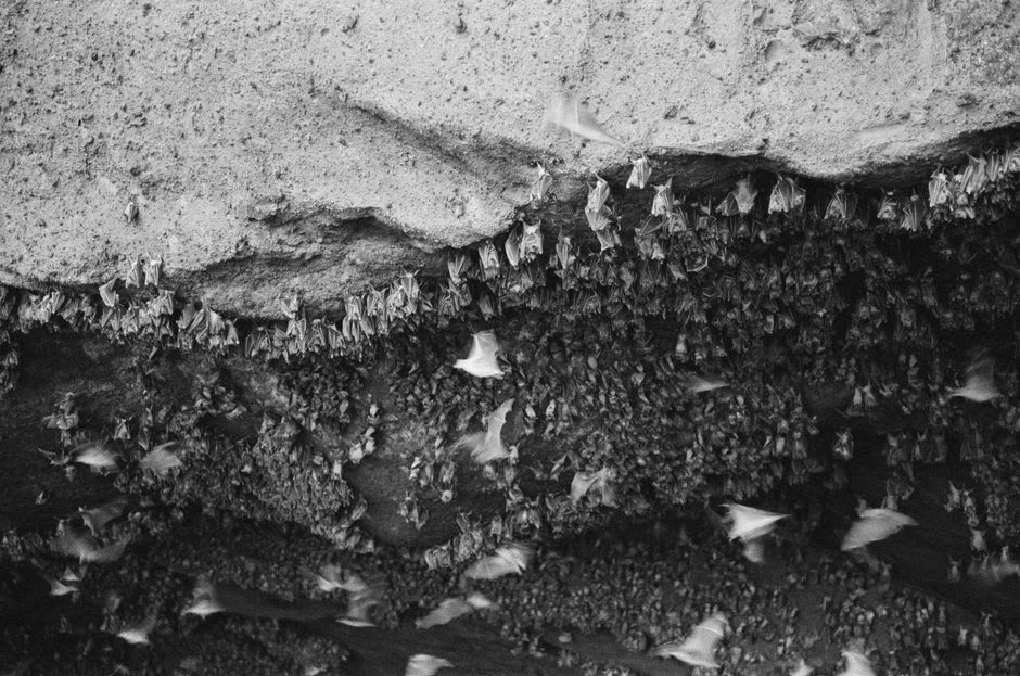 Un denso torrente de murciélagos saliendo de la entrada de una cueva de tubo de lava al atardecer contra un cielo naranja