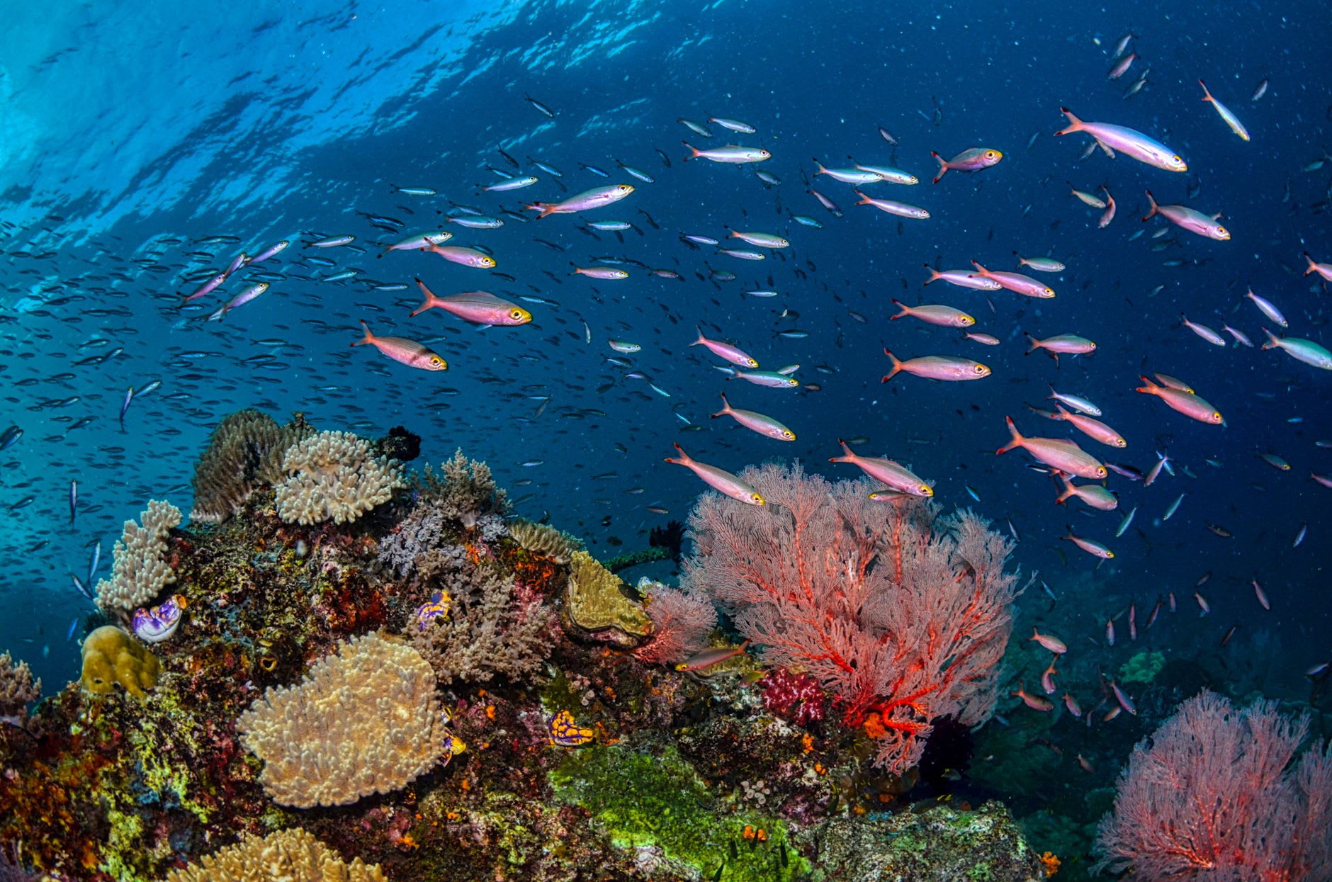 Raie manta planant au-dessus du corail dans les eaux peu profondes devant Arborek, accompagnée de petits labres nettoyeurs