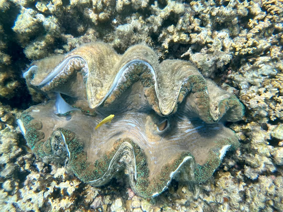 Underwater view of a giant clam and coral near Sauwandarek jetty, Mansuar Island