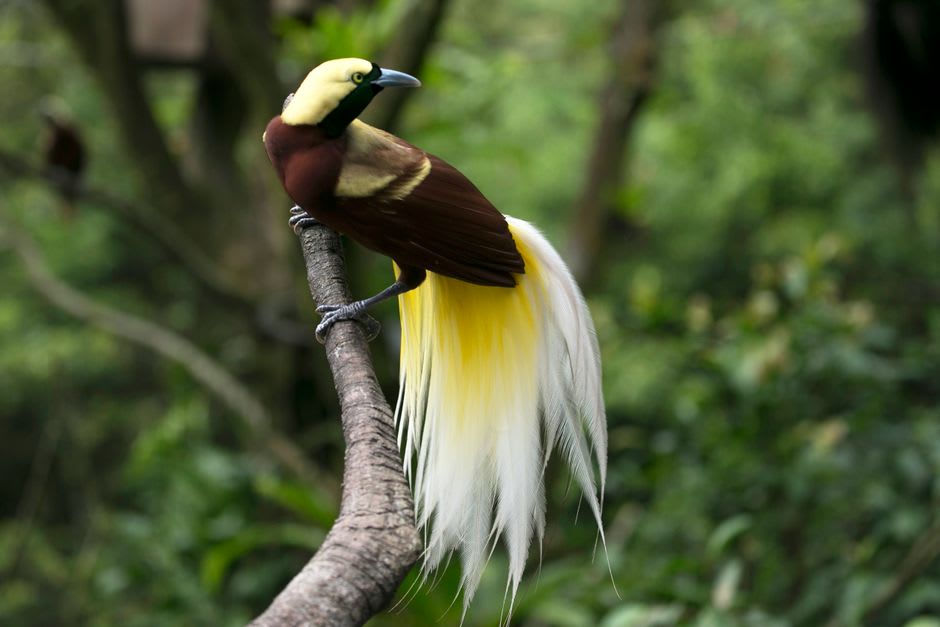A bird-of-paradise displaying in the rainforest canopy of Salawati at dawn