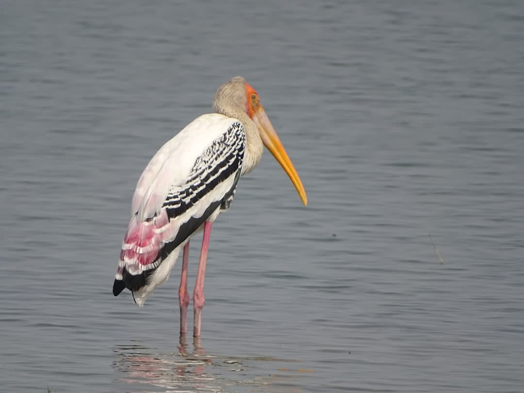 Cigüeñas pintadas y otras aves zancudas reunidas en un humedal de Keoladeo