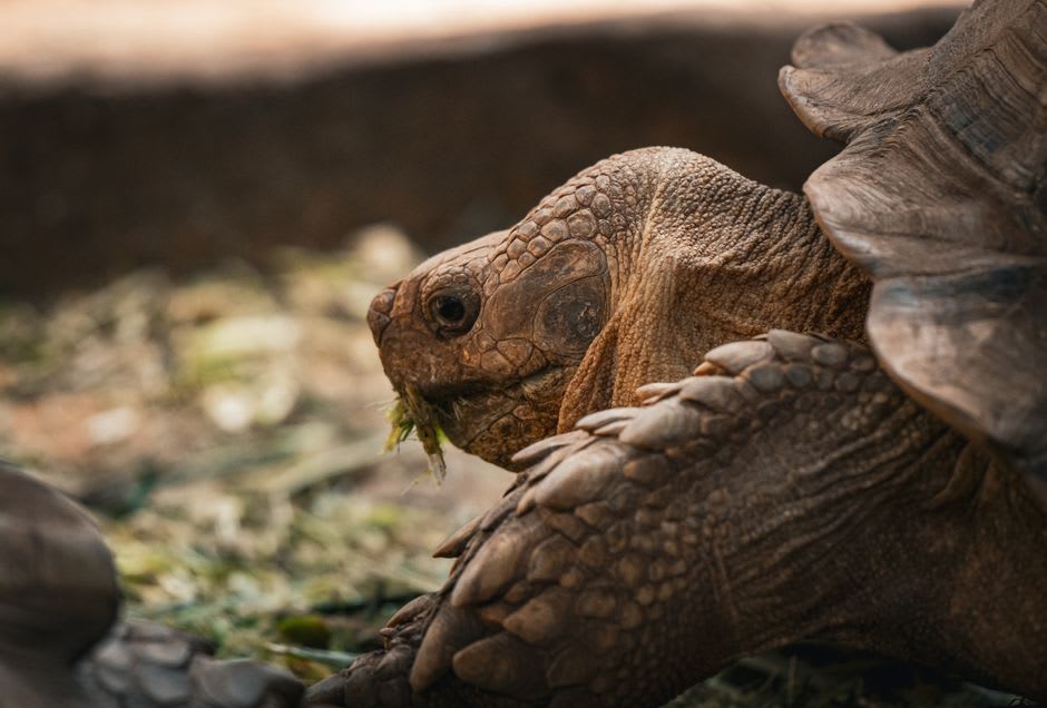 A green sea turtle grazing on seagrass in the shallow, sunlit water of Abu Dabbab Bay