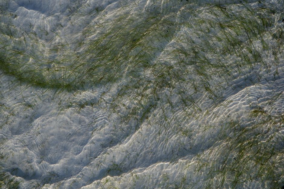 The wide, shallow seagrass meadow of Abu Dabbab seen from the surface, stretching toward deeper blue water