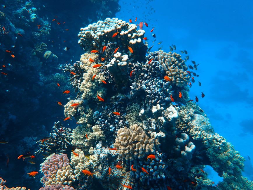 La paroi corallienne escarpée du récif Elphinstone plongeant dans l'eau bleu profond, avec un banc de barracudas visible au-dessus