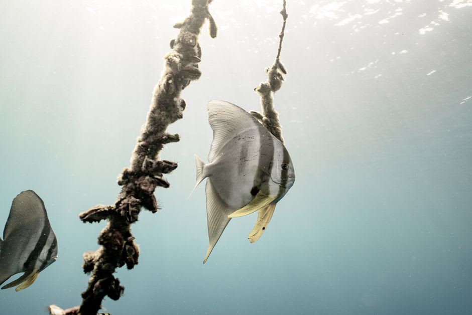 Juvenile batfish sheltering around the coral-encrusted wreckage of a small aircraft on the shallow reef at Sha'ab Claudio