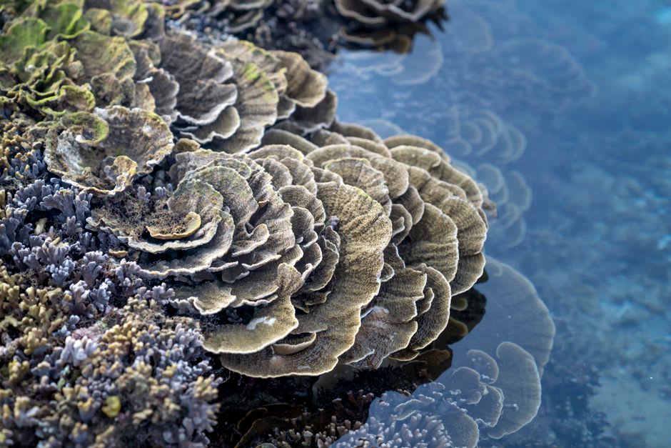 The wide, calm crescent lagoon of Sataya Reef seen from the surface, with coral gardens visible in the shallows