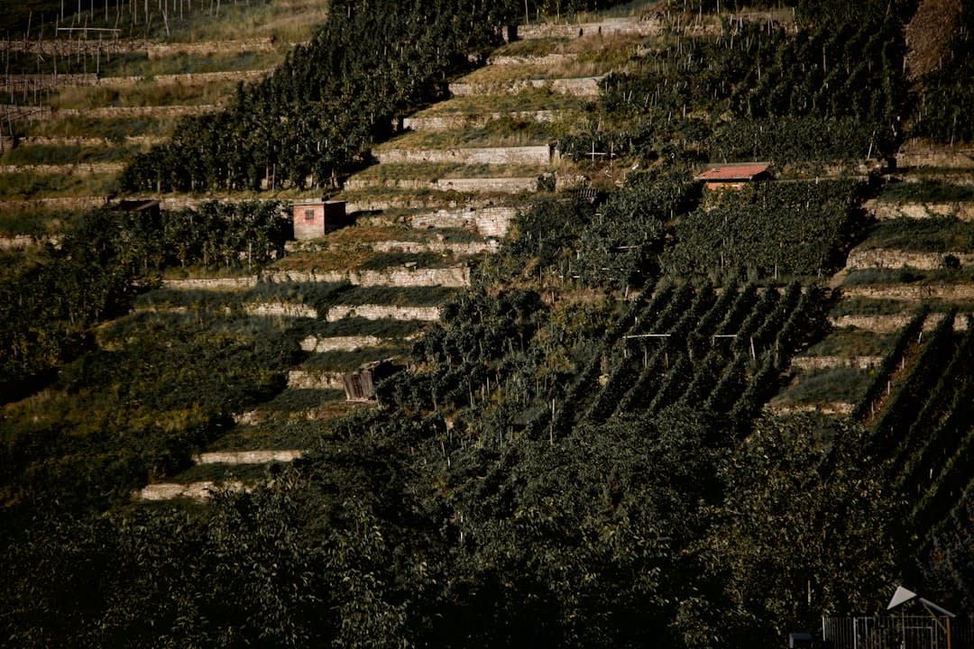 Terraced red-wine vineyards climbing the Hollenberg slope above Assmannshausen