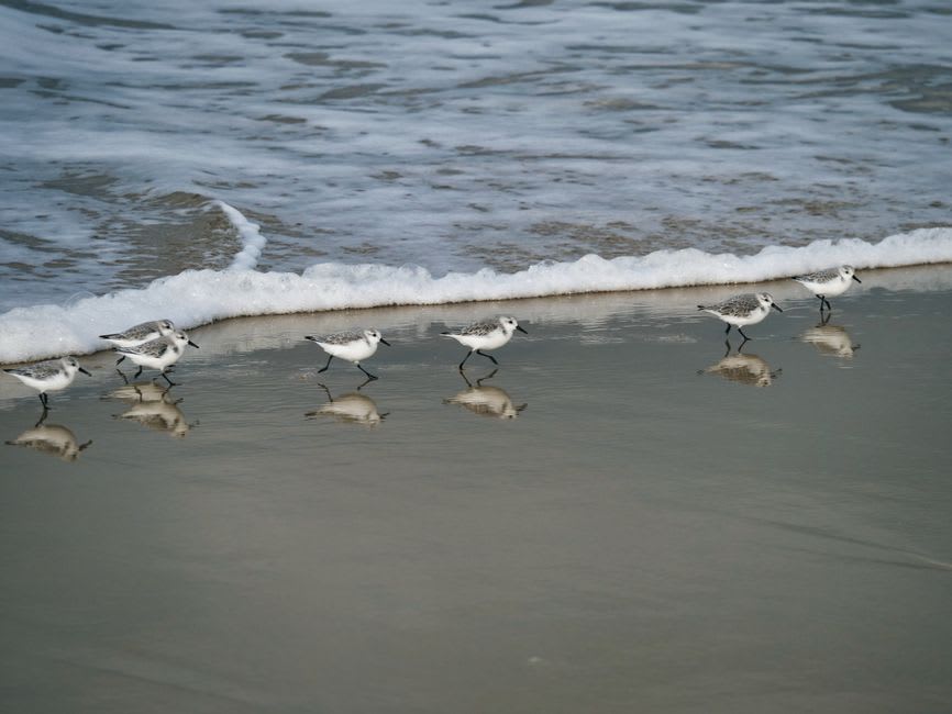 Shorebirds feeding along the shallow tideline near the Patos Lagoon wetlands