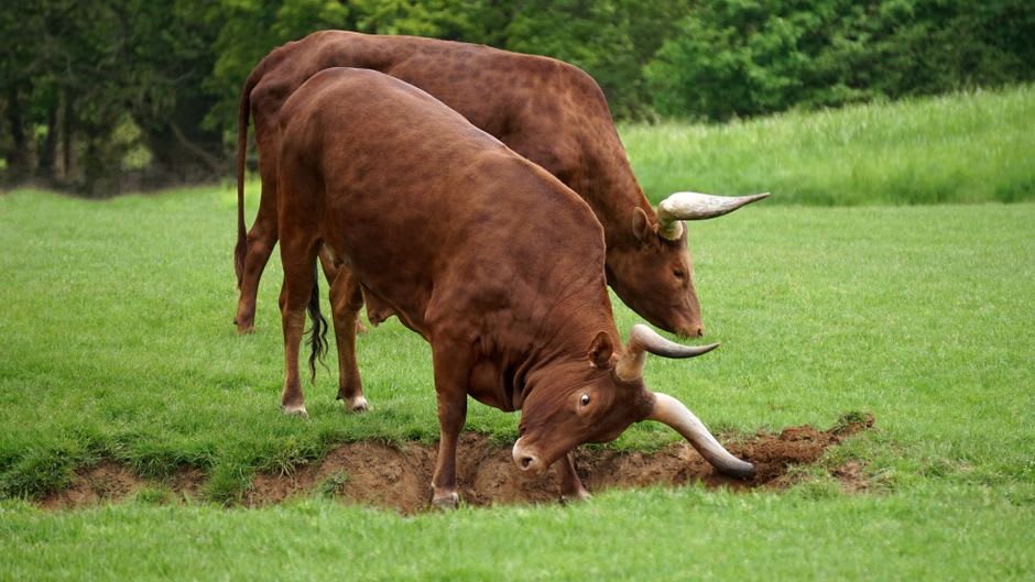 A long-horned Inyambo royal cow standing calmly with its keeper on the palace grounds