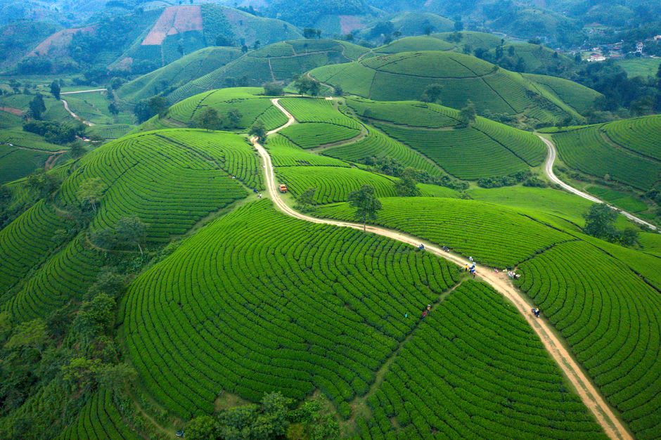 Terraced tea plantations climbing the hills above Rusizi River gorge