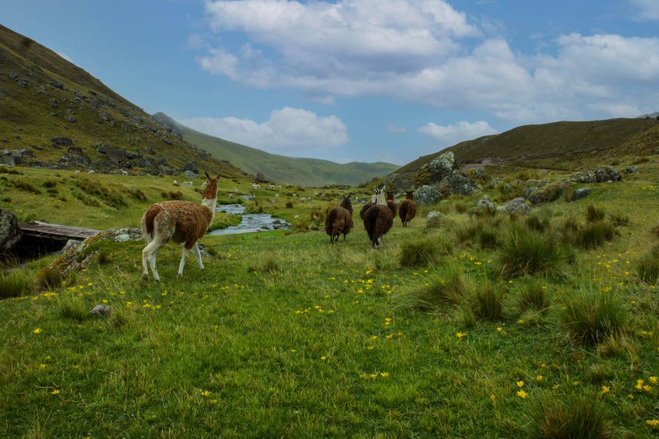 Llamas grazing on the grassy pastures above Huayllabamba village