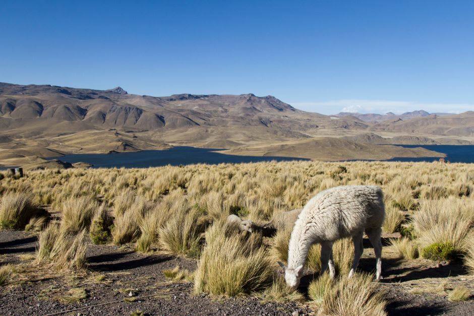 Alpaca and llama grazing on the high puna grasslands above Patacancha