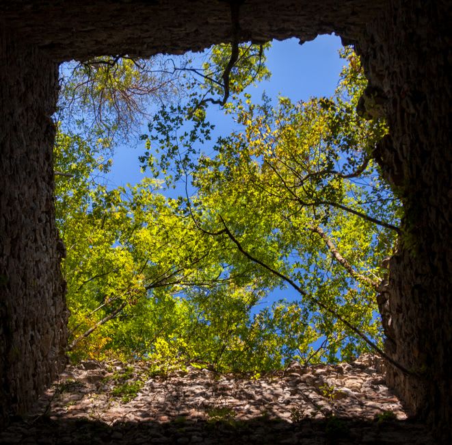 Sunlight filtering through the forest canopy onto the crumbling stone walls of Eden Brown Estate