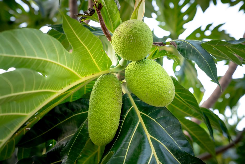 A small roadside farm stand in Fig Tree Village selling breadfruit and local produce