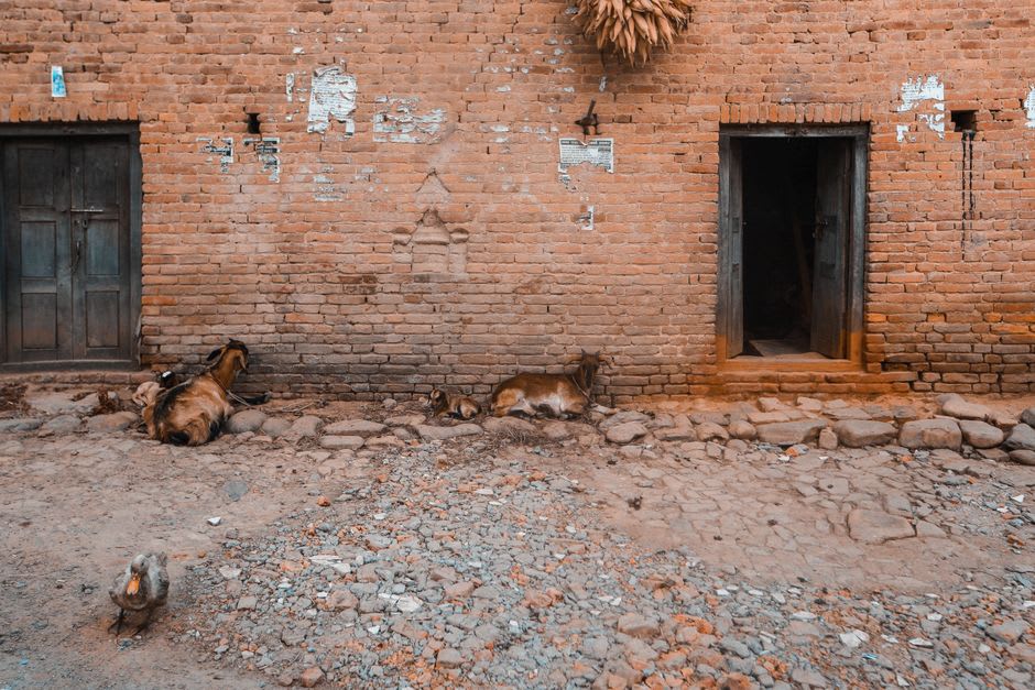 Una calle residencial tranquila en el pueblo de Middle Island con casas modestas y cabras pastando junto a la carretera