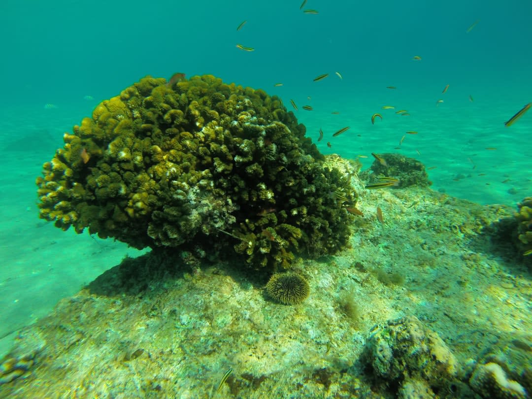 Buceadores con esnórquel nadando sobre un arrecife de coral poco profundo en el agua clara frente a la playa de Anse Cochon