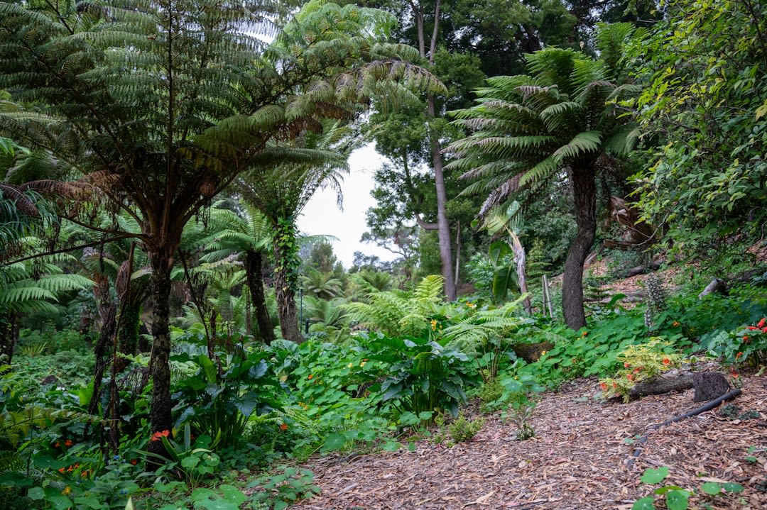 A simple guesthouse cottage at Balenbouche Estate surrounded by mango trees and tropical garden
