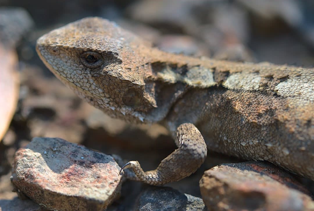 Un kouwès, lézard qui n'existe que sur les îles Maria, se reposant sur la roche volcanique parmi le maquis côtier sec