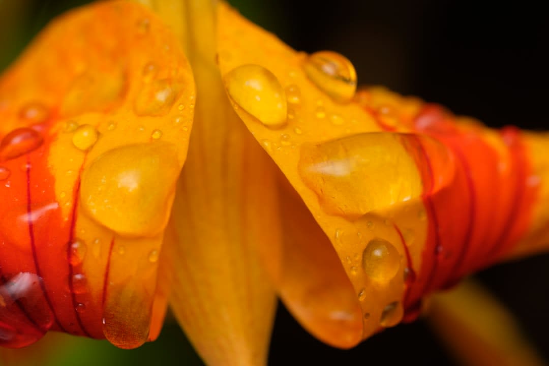 Des fleurs tropicales d'héliconia et de lys gingembre dans le jardin entretenu entourant la chute de Toraille