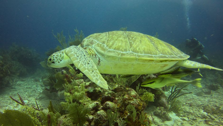 Green sea turtle grazing on seagrass beds near the reef off Ile Tintamarre