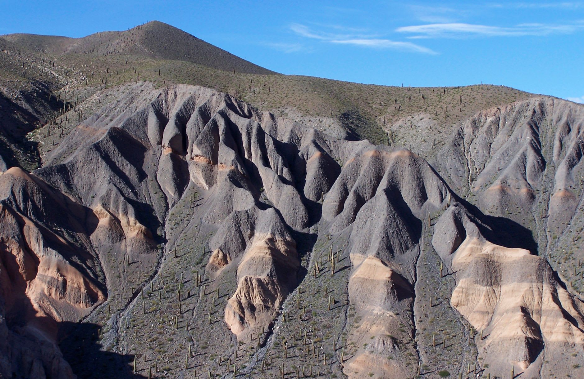 The road through Los Cardones National Park disappearing between lines of tall cardón cacti toward the snow-capped mountains at dusk