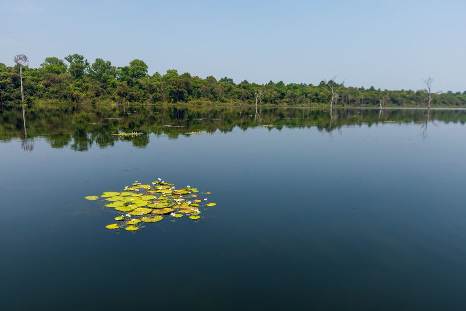 Water lilies floating on the surface of Lake Lanoto'o with forest reflected on the water