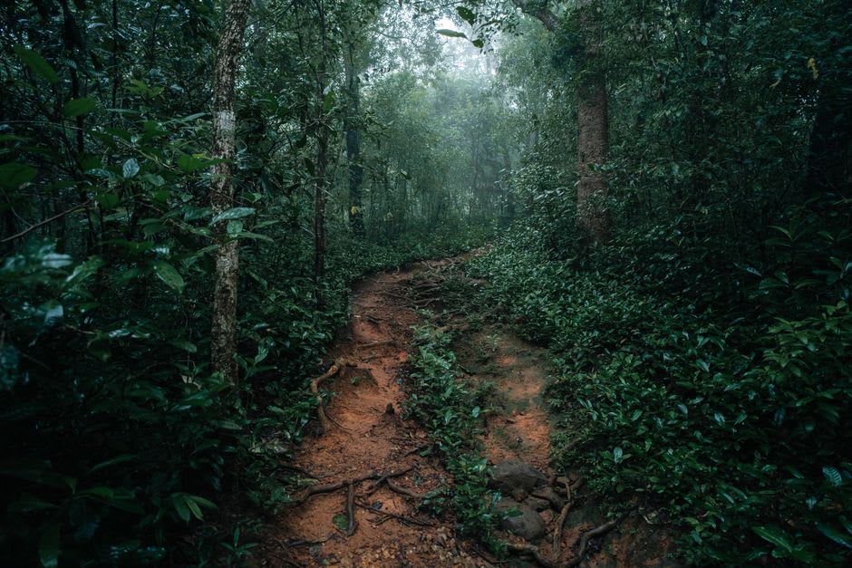 A muddy forest trail winding through dense rainforest toward Lake Lanoto'o