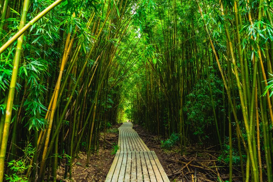 Un sendero guiado a través de plantaciones y bosque hacia el borde del Matavanu Crater