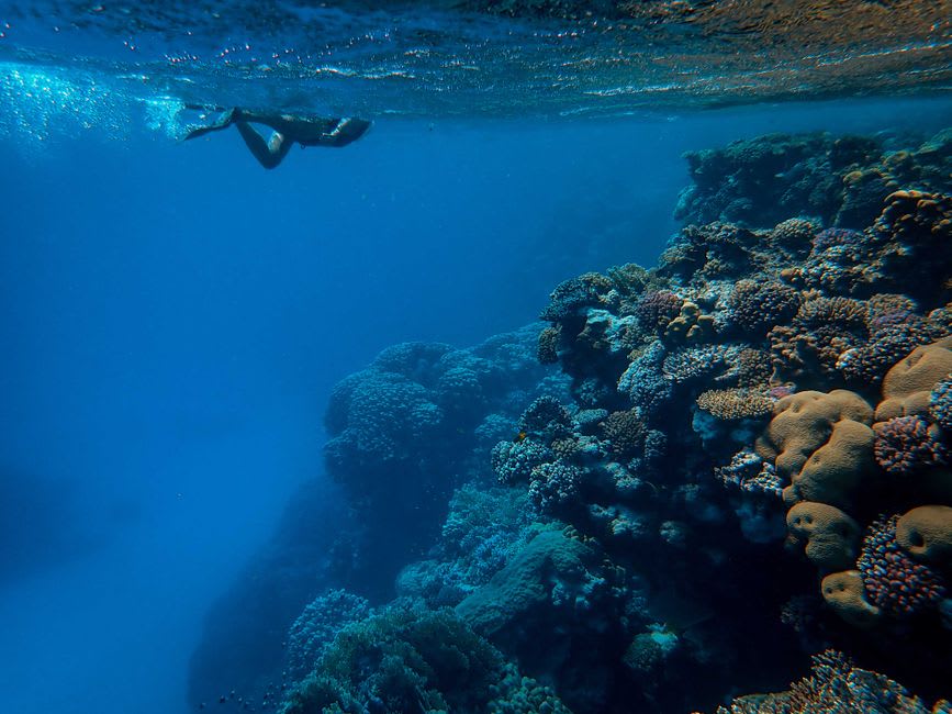 Snorkeling au-dessus du rebord de corail du trou bleu à Palolo Deep Marine Reserve