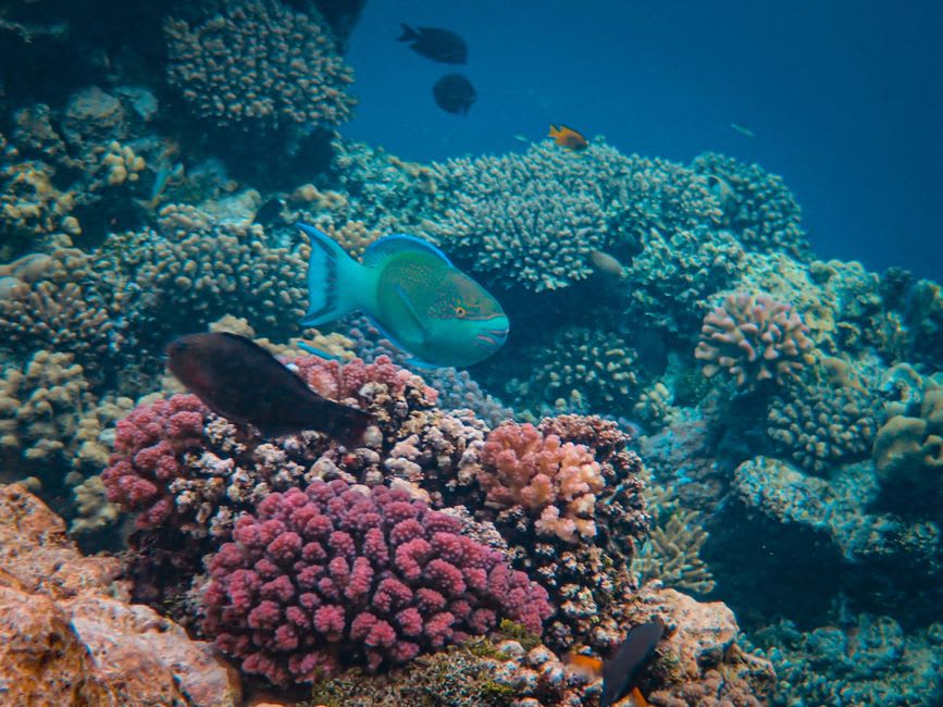 Un poisson-perroquet broutant le corail près du bord du récif à Palolo Deep
