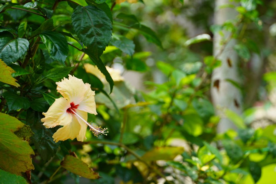 Une fleur d'hibiscus dans les jardins au-dessus de Sopoaga Falls avec la gorge visible en arrière-plan
