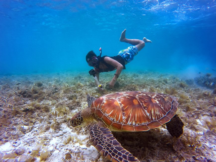 Snorkeler floating above healthy coral reef near a Farasan Islands beach, a sea turtle visible below