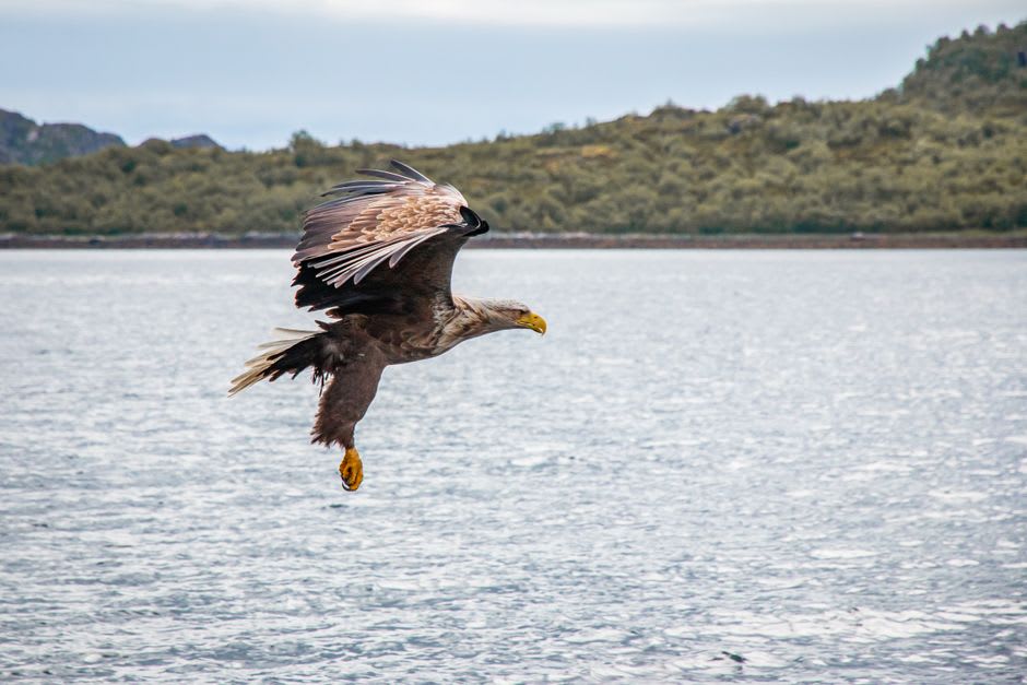 A white-tailed sea eagle in flight over the cliffs of Mull's coastline