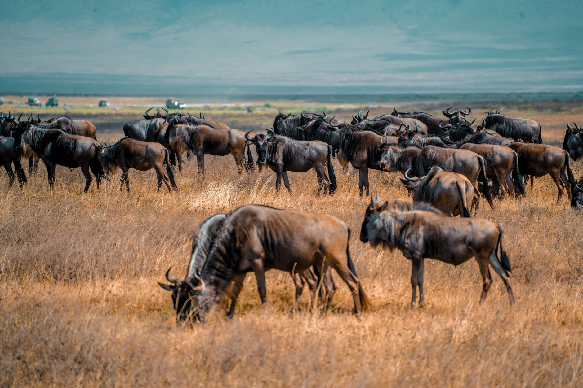 A lone bull elephant moving through dry acacia scrubland near Klein's Gate in the northeastern Serengeti, early morning