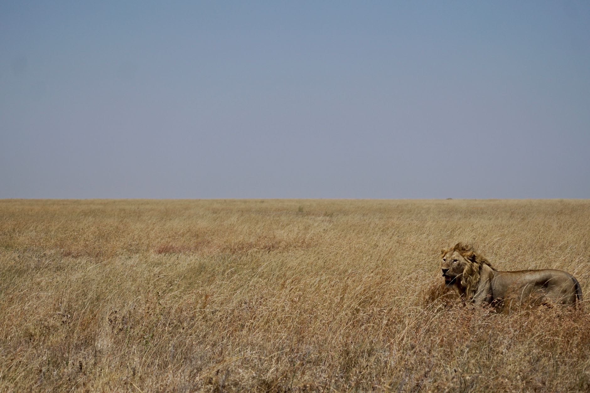 A large herd of wildebeest stretching across the dry grassland of the Klein's Gate area, northeastern Serengeti, en route to the Mara