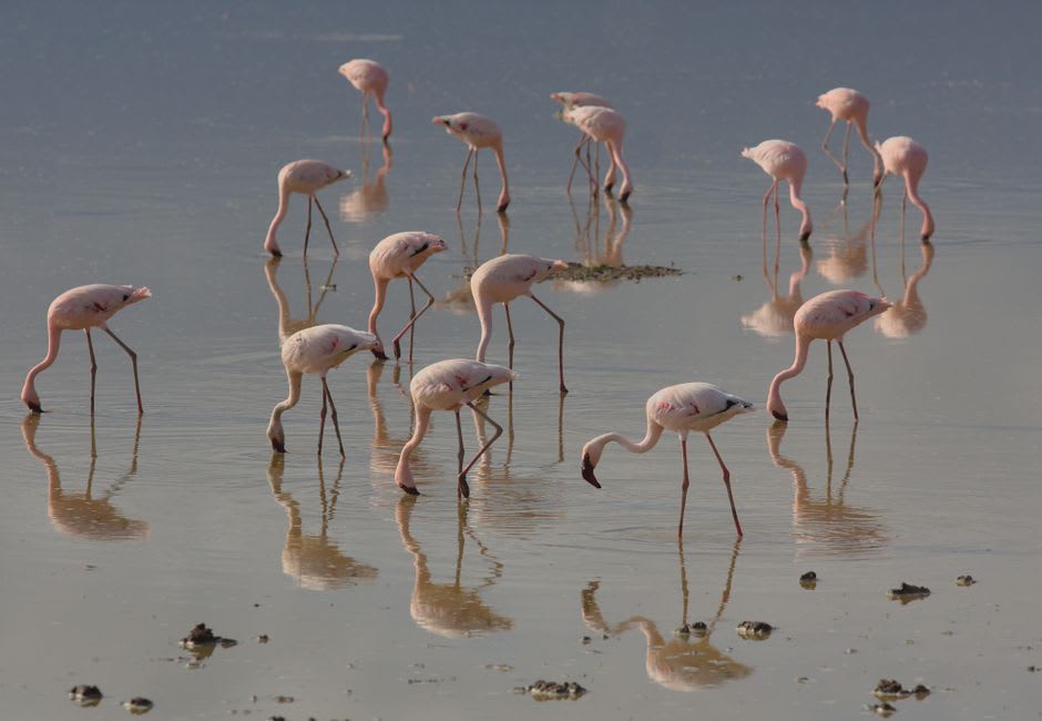 Flamingos wading in the alkaline shallows of Lake Eyasi at sunset