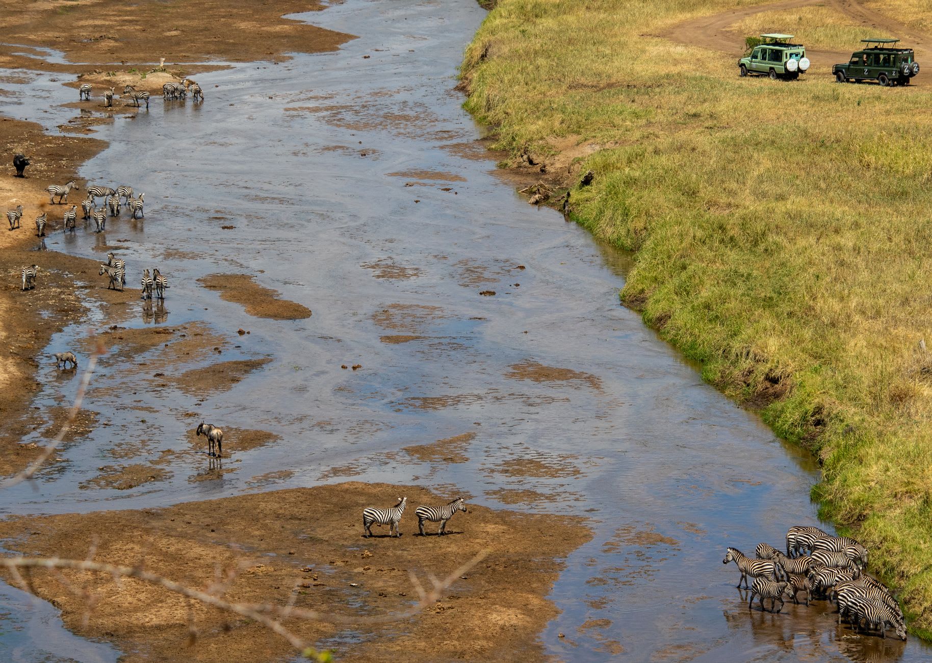 A young wildebeest calf swimming hard for the far bank of the Mara River, the current pushing it sideways