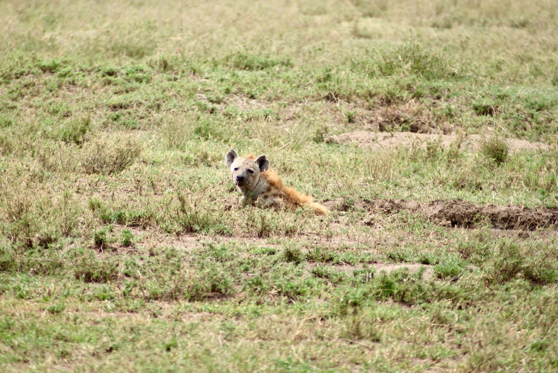 A pride of lions draped across the warm granite slabs of the Moru Kopjes in the southern Serengeti, golden grass stretching to the horizon behind them
