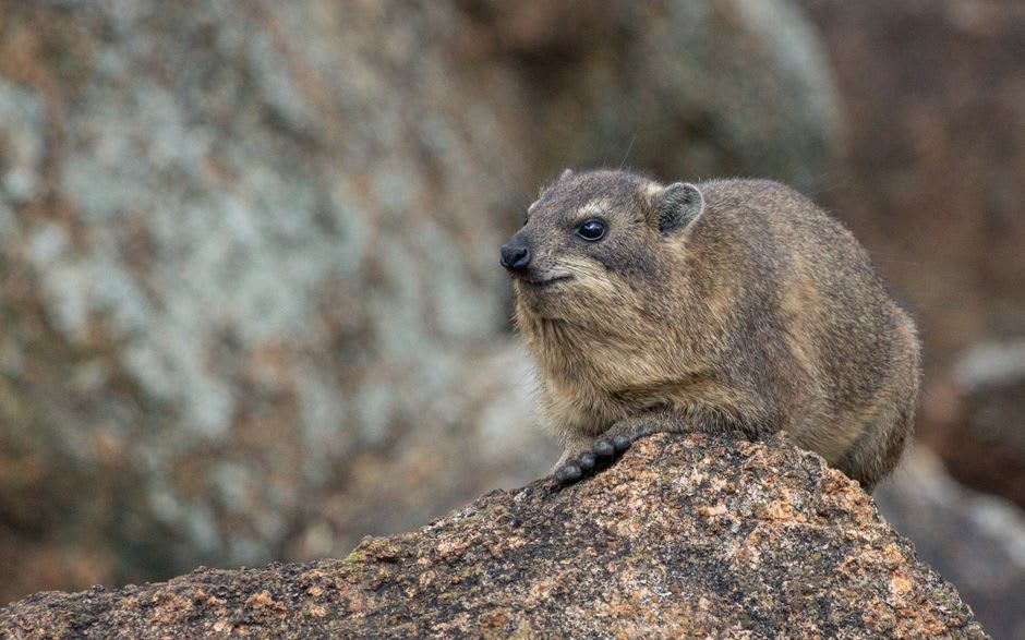Rock hyrax sunning itself on a granite boulder near Naabi Hill Gate