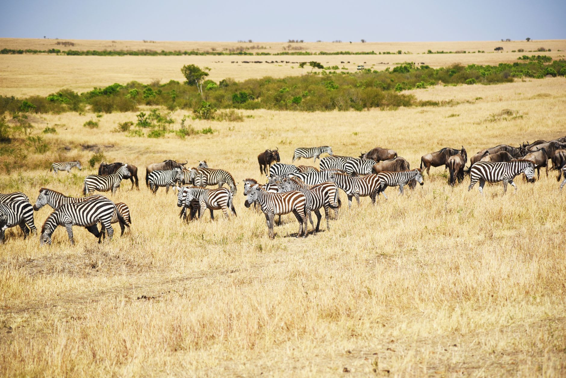 A cheetah sprinting after a wildebeest calf across the short-grass Ndutu plains in early morning light