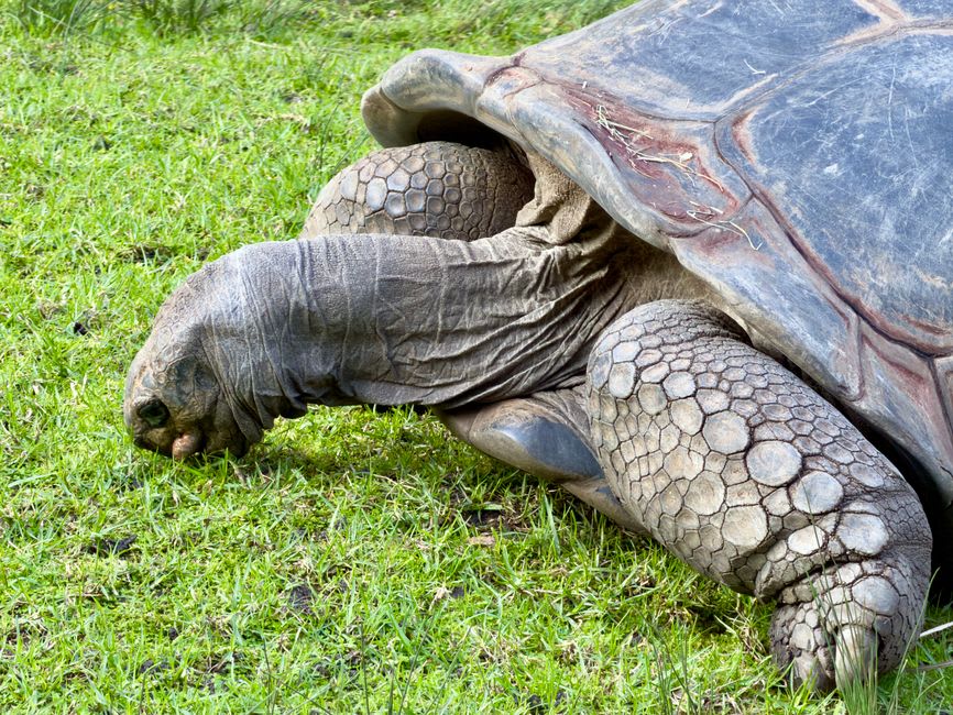 Aldabra giant tortoises grazing on the atoll's coastal scrub