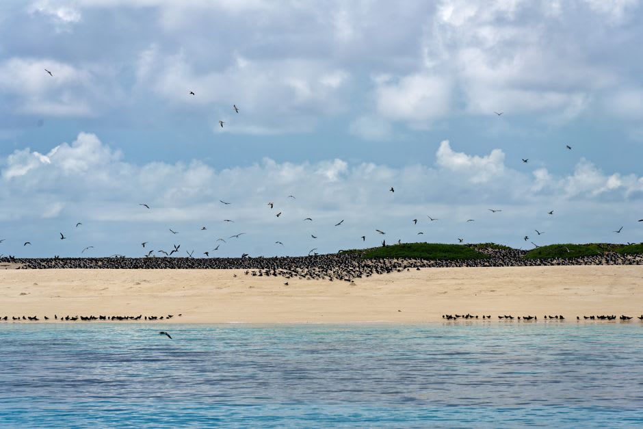 Sooty terns wheeling in dense flocks above the sand and scrub of Bird Island