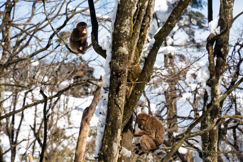 A Sichuan golden snub-nosed monkey glimpsed among the trees near the Huanglong valley trail