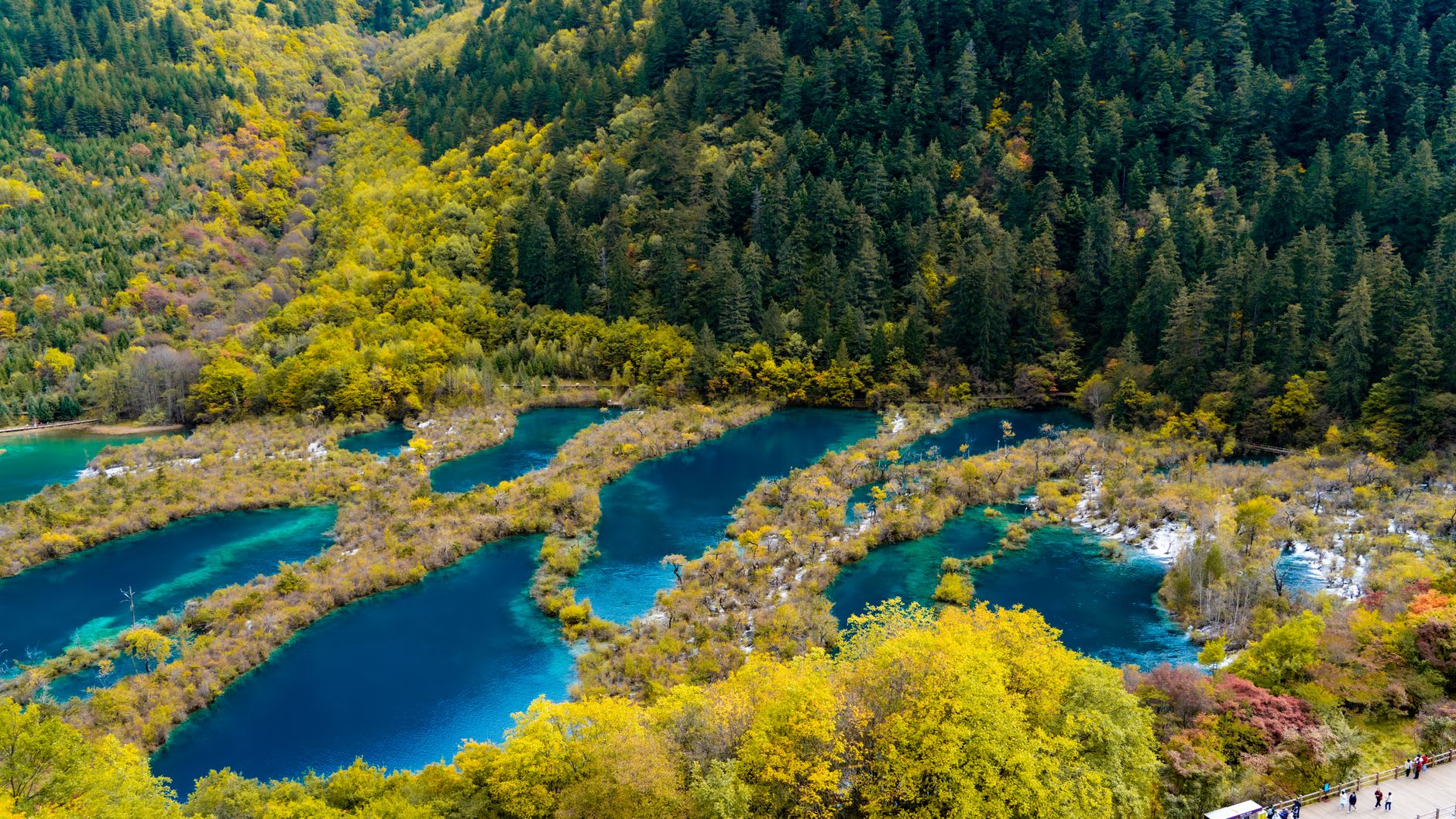 The turquoise stepped pools of Shuzheng Valley seen from a boardwalk in early autumn, the water fading from emerald to cobalt toward the center
