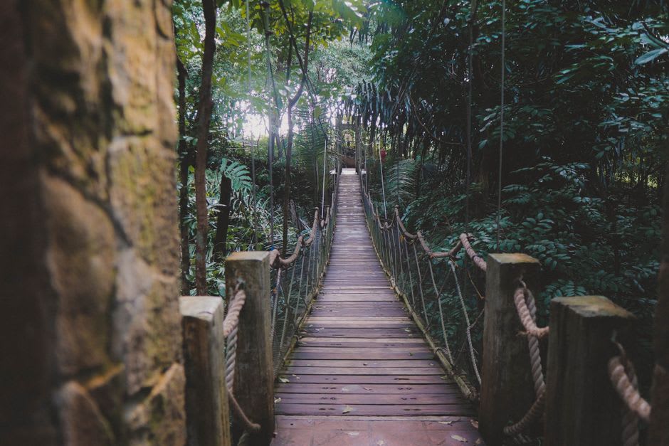 Rope and plank canopy walkway suspended among the trees of Gola Rainforest