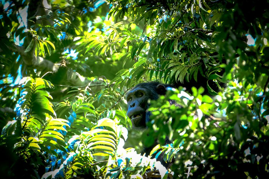 Western chimpanzee glimpsed through dense foliage in the Gola forest interior