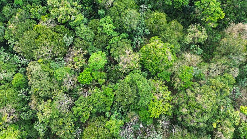 Dense Guinean forest canopy along the trail toward Mount Bintumani in Loma Mountains National Park