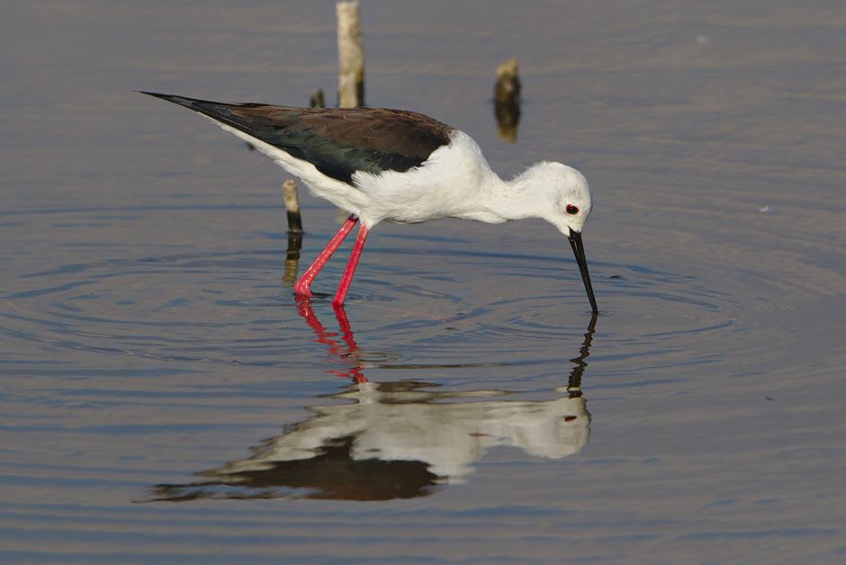 A black-winged stilt wading through shallow water at Škocjanski Zatok reserve