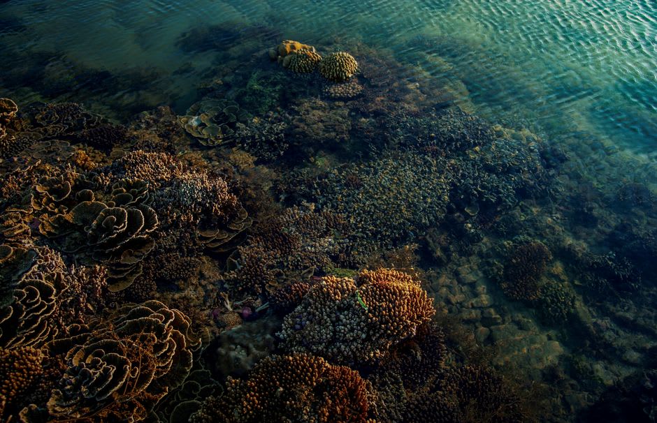 Shallow fringing reef with coral heads visible through clear water off Kennedy Island